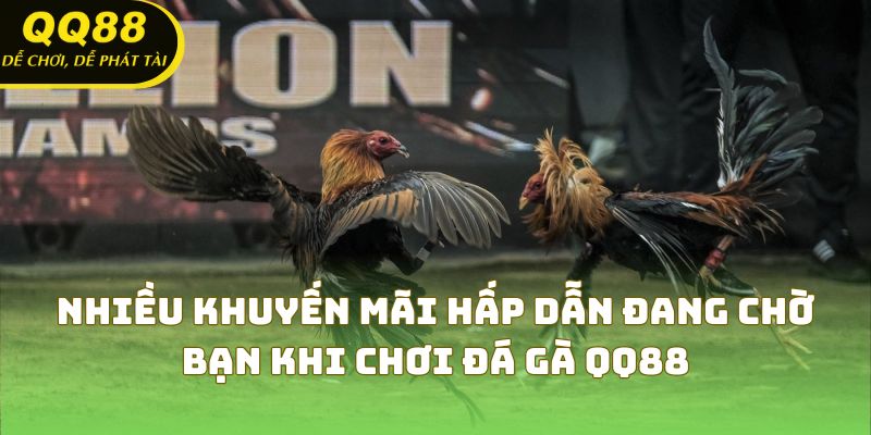 Nhiều khuyến mãi hấp dẫn đang chờ bạn khi chơi đá gà QQ88