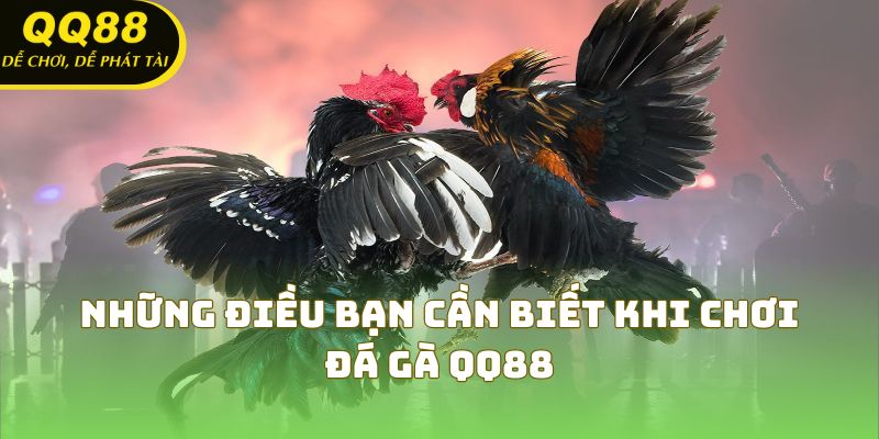 Những điều bạn cần biết khi chơi đá gà QQ88